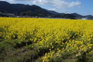 菜の花の咲く道