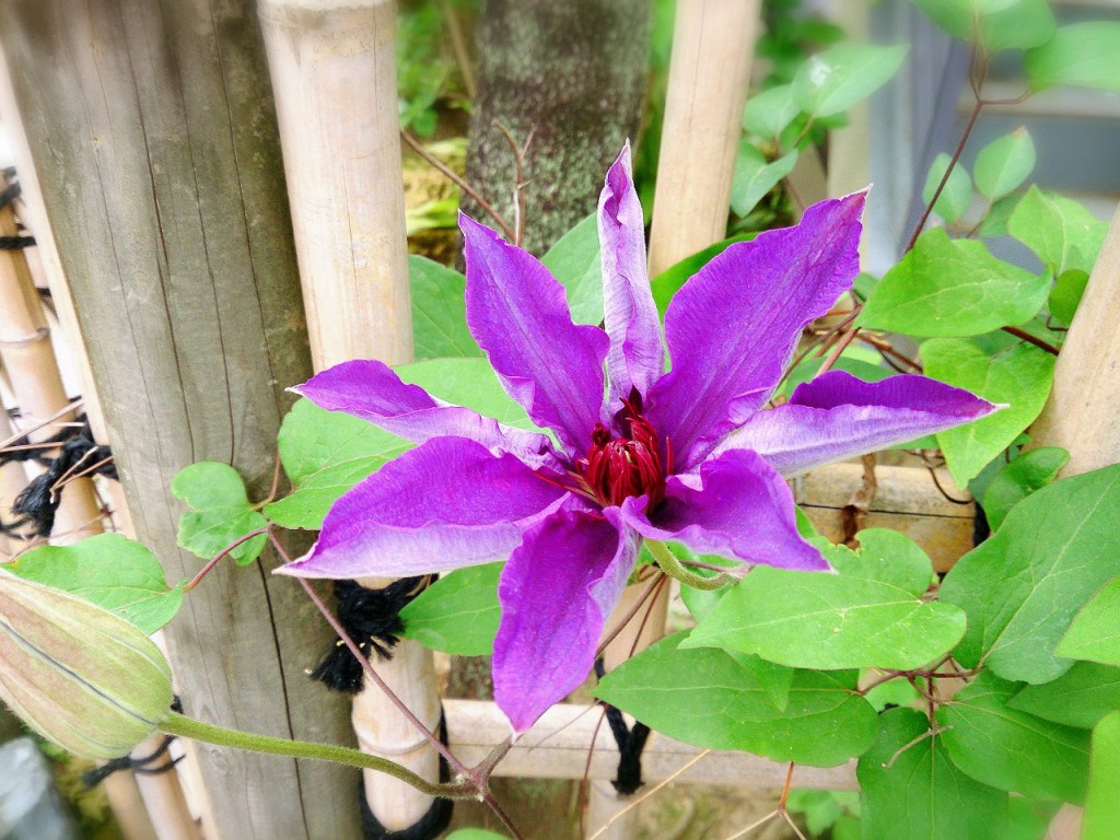 clematis