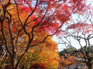 紅葉とてもきれいでしたよ。気持ちが引き締まりした！